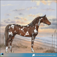 Horse Color:White Spotted Liver Chestnut 