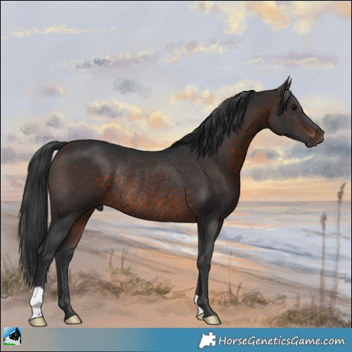 Horse Color:Brown Rabicano 