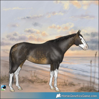 Horse Color:Buckskin Splash 