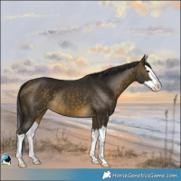 Horse Color:Buckskin Splash 