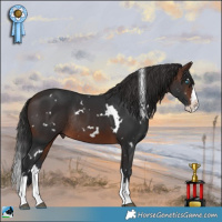 Horse Color:White Spotted Brown Splash Rabicano