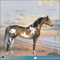 Horse Color:White Spotted Buckskin 