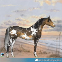 Horse Color:White Spotted Buckskin 