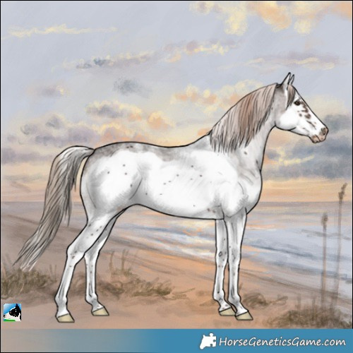 Horse Color:White Spotted Liver Chestnut Splash Frame Appaloosa Rabicano 