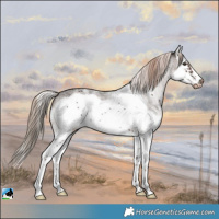 Horse Color:White Spotted Liver Chestnut Splash Frame Varnish Rabicano