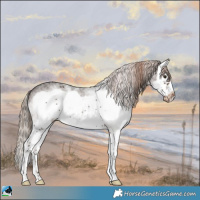 Horse Color:White Spotted Liver Chestnut Splash Frame Appaloosa Rabicano 