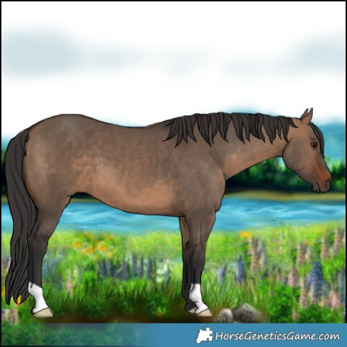 Horse Color:Brown Dun