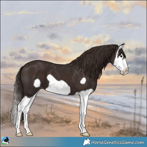 Horse Color:Liver Chestnut Splash Frame Appaloosa