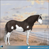 Horse Color:Liver Chestnut Splash Frame Appaloosa