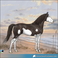 Horse Color:Liver Chestnut Splash Frame Appaloosa 