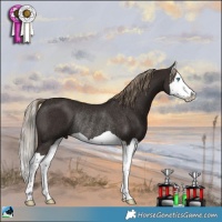 Horse Color:Liver Chestnut Splash Rabicano