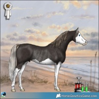 Horse Color:Liver Chestnut Splash Rabicano 
