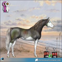 Horse Color:Liver Chestnut Splash Rabicano 