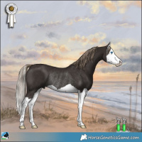 Horse Color:Liver Chestnut Splash Rabicano