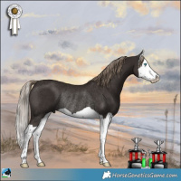 Horse Color:Liver Chestnut Splash Rabicano