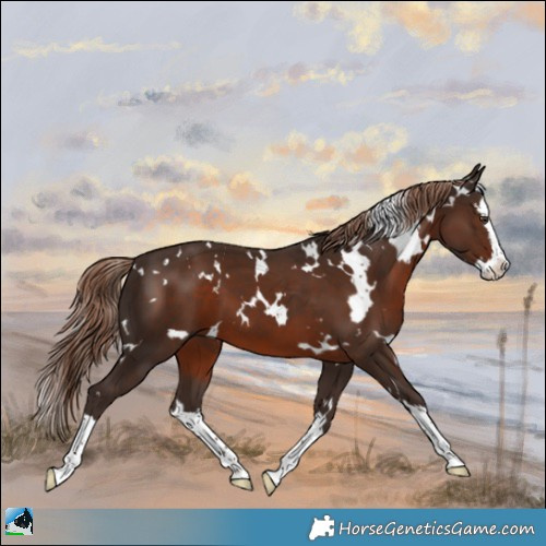 Horse Color:White Spotted Liver Chestnut Splash
