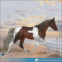 Horse Color:Liver Chestnut Tobiano Rabicano