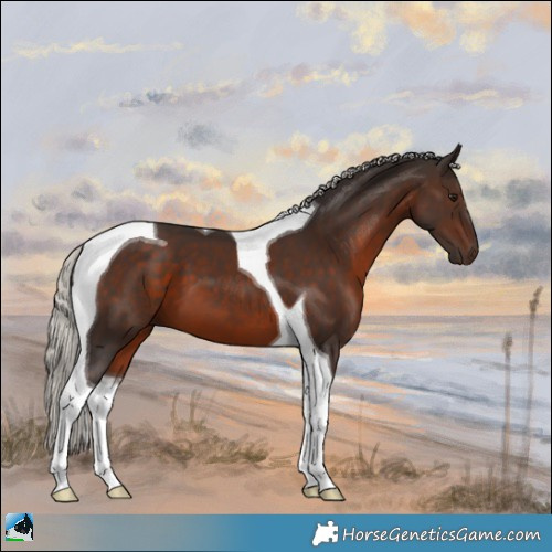 Horse Color:Silver Brown Tobiano 