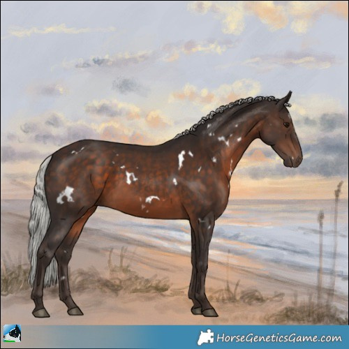 Horse Color:White Spotted Silver Brown Rabicano