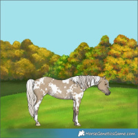 Horse Color:White Spotted Silver Smoky Grullo Rabicano 
