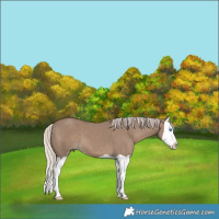 Horse Color:Silver Grullo Splash