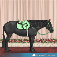 Horse Color:Smoky Black and Black
