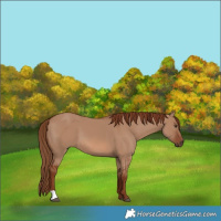 Horse Color:Red Dun 