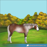 Horse Color:Gray White Spotted Silver Bay 