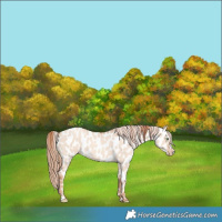 Horse Color:Gold Champagne Dun Near Leopard 