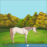 Horse Color:Gold Champagne Dun Appaloosa 
