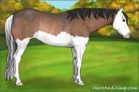 Horse Color:Buckskin Splash Rabicano