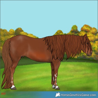 Horse Color:Chestnut 