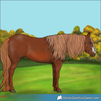 Horse Color:Chestnut Frame 