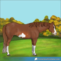 Horse Color:Chestnut Splash Frame 