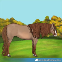 Horse Color:Red Dun Splash 