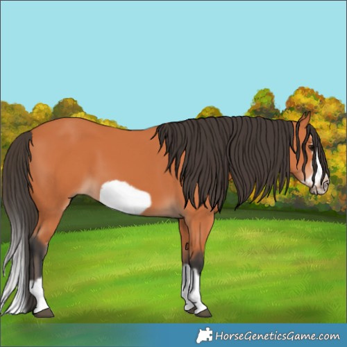 Horse Color:Bay Splash Frame 