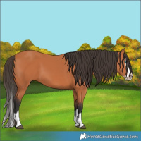 Horse Color:Bay Splash Frame