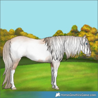 Horse Color:Gray Perlino Splash Frame 