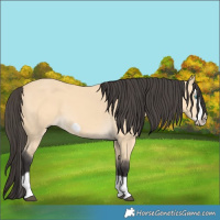 Horse Color:Buckskin Splash Frame