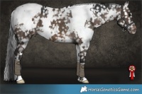 Horse Color:White Spotted Brown Dun Snowflake Varnish