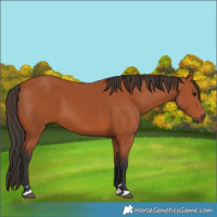 Horse Color:Bay 