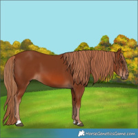 Horse Color:Chestnut 