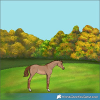 Horse Color:Red Dun Rabicano 
