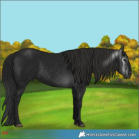 Horse Color:Gray Black