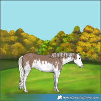 Horse Color:White Spotted Silver Grullo Splash 