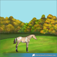 Horse Color:White Spotted Buckskin Dun 