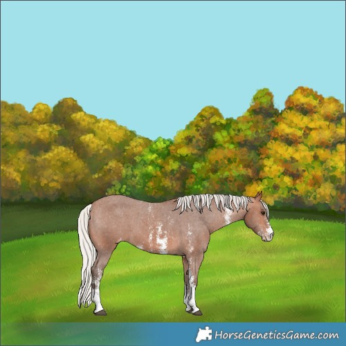 Horse Color:Silver Bay Sabino Appaloosa