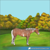 Horse Color:Silver Bay Sabino Appaloosa