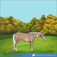 Horse Color:Silver Bay Sabino Appaloosa