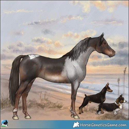 Horse Color:Liver Chestnut Tobiano Rabicano